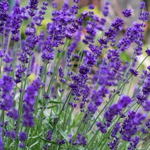 2 x Lavender Hidcote Plants - English Lavender Bush in a 13cm Pot Ready to Plant