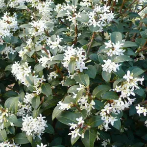 25 x Osmanthus Burkwoodii Garden Plants - Fragrant Blooms, Compact Size (15-25cm Height Including Pot)