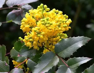 30-40cm Mahonia Aquifolium (Oregon Grape) Semi-Evergreen Field Grown Hedging Plants - Pack of 10