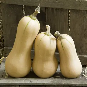 Butternut Squash Hunter 1 Seed Packet (10 Seeds)