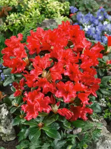 2 x Rhododendron Scarlet Wonder Plants - 15-20cm in Height - 9cm Pots