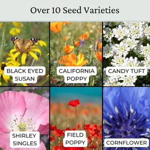 Annual ETNA Wild Flower Seeds 20g (10m²)