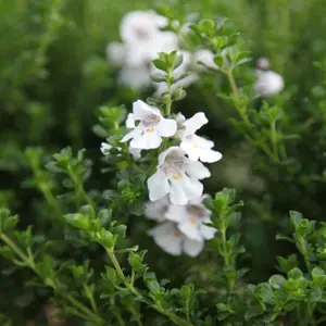 Alpine Mint Bush Outdoor Shrub Plant Prostanthera Cuneata 2L Pot