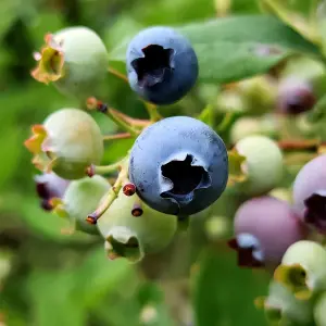 Blueberry Bush 'Patriot' Plant in 1.5L Pot - Heavy Cropping Vaccinium - Tasty Fruit