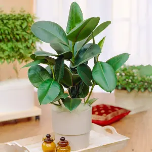 Ficus Robusta Indoor Plant: Vibrant Glossy Leaves, Easy Maintenance (30-40cm)