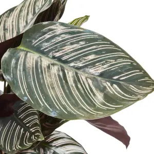 Verve Calathea pinstripe in Natural Seagrass Decorative pot 19cm