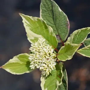 Cornus Alba Gouchaultii 3.6 Litre Potted Plant x 1