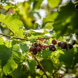 1 x Jostaberry Bush (Ribes x nidigrolaria) in 9cm Pot - 35-45cm in Height - Gooseberry/Blackcurrant Hybrid