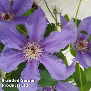 Large Flowering Clematis Tumaini Evigsy - 3 Litre Potted Plant x 1