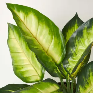 Homescapes Dieffenbachia Dumb Cane Plant in Pot, 50 cm Tall