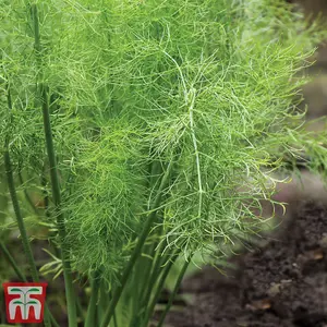 Fennel Promo New Kew Range 1 Seed Packet (250 Seeds)