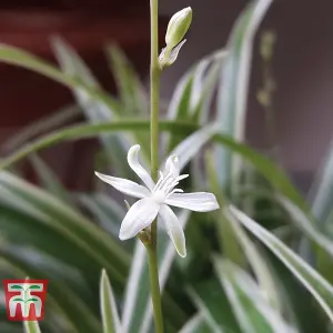 Houseplant Chlorophytum (Spider Plant) Comosum Variegatum (Height 32cm) 12cm Pot x 1 & Incredifeed