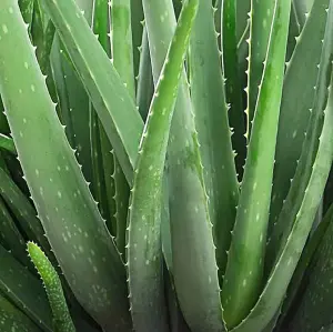 Aloe Vera Plant - Large Plant Around 30-40cm - Includes Mint Pot