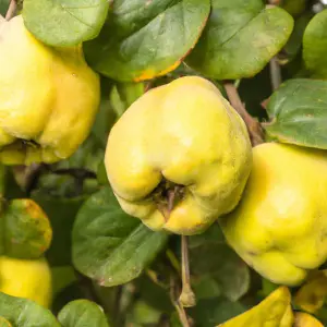 Lincolnshire Fruits Meech's Prolific Bareroot 7 Litre 1.5m Tree