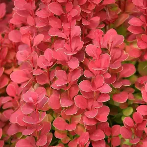 1 x Berberis thunbergii Orange Rocket in A 9cm Pot - Amazing for Hedging