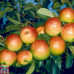 Grow Your Own Fruit  Apple (Malus) James Grieve (M26) 1 Bare Root Tree