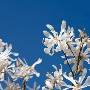 White Magnolia Stellata Star Magnolia Standard Tree 70cm Tall in a 3L Pot Ready to Plant Out in Garden