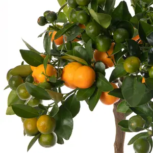 Orange Tree - Outdoor Fruit Tree, Grow Your Own Tasty Fruits, Ideal Size for UK Gardens in 20cm Pot (2-3ft)