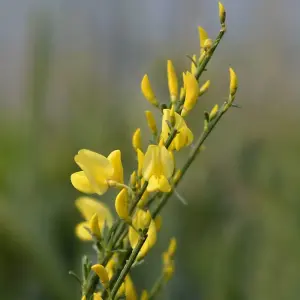 Cytisus Praecox Allgold 3.6 Litre Potted Plant x 2