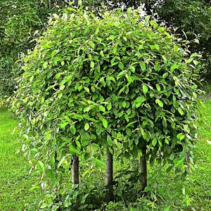 Salix caprea Pendula Tree - Kilmarnock Willow, Hardy, Low Maintenance (5ft Stem)