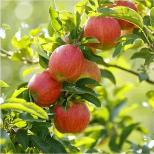 Dwarf Patio James Grieves Apple Tree, Ready to  Fruit,Desert & Cooking Apple 3FATPIGS