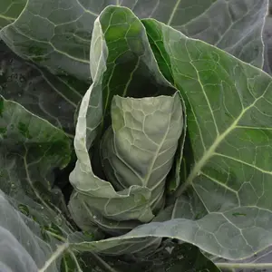 Cabbage Summer Jewel F1 Hybrid 1 Seed Packet (30 Seeds)