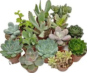 5 Succulent Starter Plant Collection Indoor Cacti Houseplants Terrarium Plants