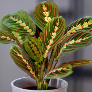 Maranta Fascinator Tricolour - Vibrant Indoor Plant, Evergreen & Air Purifying, Perfect for Indoors (20-30cm Height Including Pot)