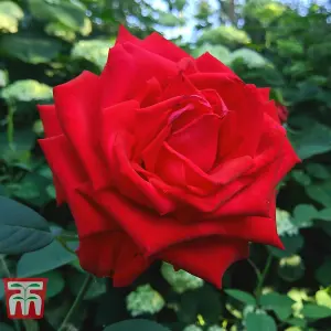 Rose Breeders Choice Red 1 Bare Root Plant