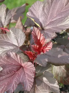 3 x Physocarpus 'Lady In Red' in 9cm Pots - Fast Growing Shrub - Rich Foliage