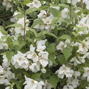 Mock Orange Philadelphus Belle Etoile 3.6 Litre Potted Plant x 1