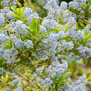 Ceanothus El Dorado - Colourful Foliage and Flowers, Evergreen, Hardy (20-30cm Height Including Pot)