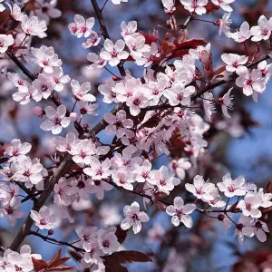 Prunus Princess Tree - Pink Flowers, Ornamental, Hardy, Low Maintenance (5-6ft)