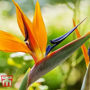 Houseplant Bird Of Paradise 13cm Pot x 2