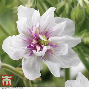 Geranium Double Jewel 3 Bare Root Plants