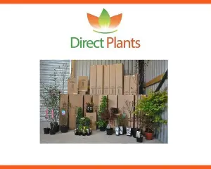 Direct Plants Dwarf Patio Morello Cherry Fruit Tree 4-5ft Tall Gisela 5 Rootstock in a 5 Litre Pot