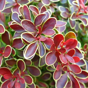 Berberis Admiration Garden Shrub - Compact Size, Colorful Foliage (20-30cm Height Including Pot)