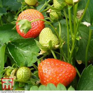 Strawberry (Fragaria) Vibrant 12 Bare Roots