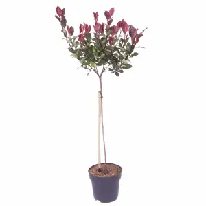 1 x Photinia 'Little Red Robin' Standard Tree in a 3L Pot 70-80cm tall Ready to Plant Out  in Pots, Containers and Gardens