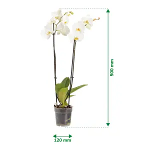 Verve Double Stem Moth orchid in Terracotta Plastic Grow pot 12cm