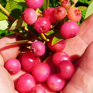 Blueberry Pink Lemonade - Compact Shrub, Edible Berries (30-50cm Height Including Pot)