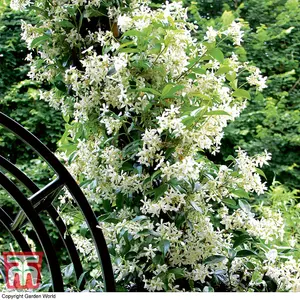 Fragrant Trachelospermum Jasminoides - Star Jasmine - 2 Litre Potted Plant x 1 - Ideal for Trellis, Fences & Obelisks