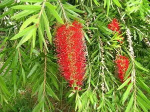 Callistemon Riginus Bottle Brush Shrub 3-4ft Supplied in a 2 Litre Pot