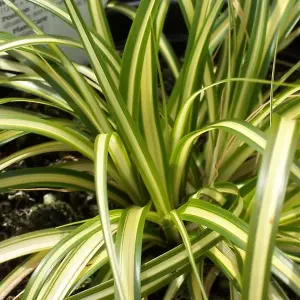 Carex Evergold - Variegated Foliage, Compact, Low Maintenance, Hardy (20-30cm Height Including Pot)