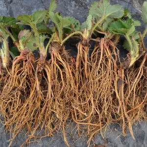 Strawberry Honeoye Bare Root - Grow Your Own Bareroot, Fresh Fruit Plants, Ideal for UK Gardens (10 Pack)