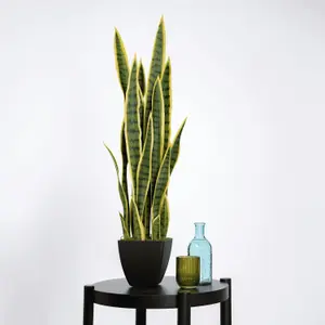 Blooming Artificial - 85cm / 2.75ft Variegated Faux Sansevieria