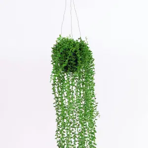 Blooming Artificial - 80cm / 2.5ft Artificial Hanging String Of Pearls