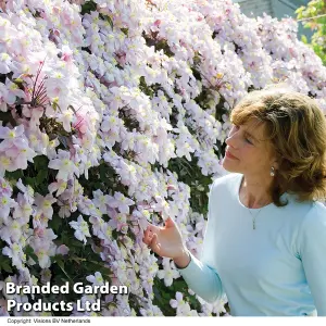 Clematis montana Mayleen 7cm Pot x 2