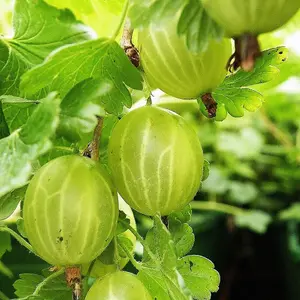 Gooseberry Hinnonmäki Grön Fruit Bush Ribes Berry Shrub Plant Bare Root