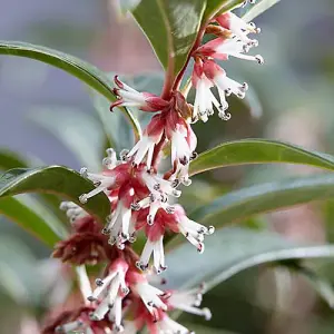 Sarcococca Hookeriana 'Winter Gem' Plant in a 4.6L Pot - Evergreen Christmas Sweetbox Plant